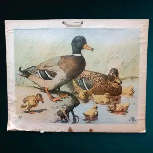 Antik dansk skoleplakat med gråænder fra Alfred Jacobsen (D.B. 148) – litografisk tryk med tydelig patina og klassisk naturmotiv.