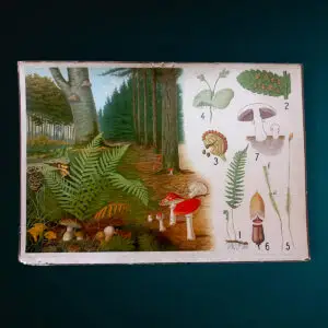 Original tosidet dansk skoleplanche fra ca. 1902 med svampe, bregner og sporeplanter – klassisk botanisk undervisningstavle med autentisk patina.