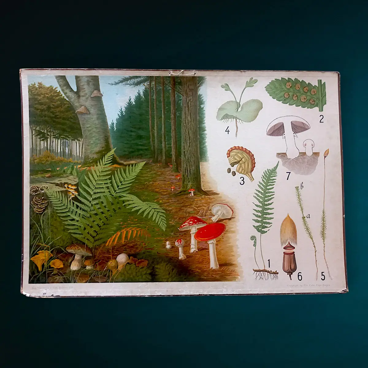 Original tosidet dansk skoleplanche fra ca. 1902 med svampe, bregner og sporeplanter – klassisk botanisk undervisningstavle med autentisk patina.