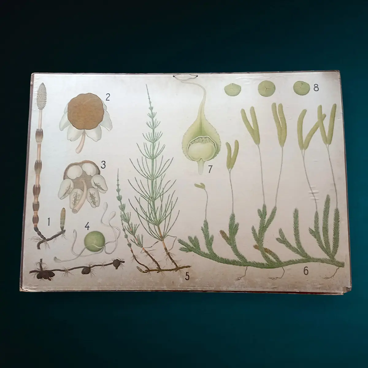 Antik dansk skoleplanche fra 1902 – botanisk tavle med svampe og sporeplanter (tosidet) - Billede 2