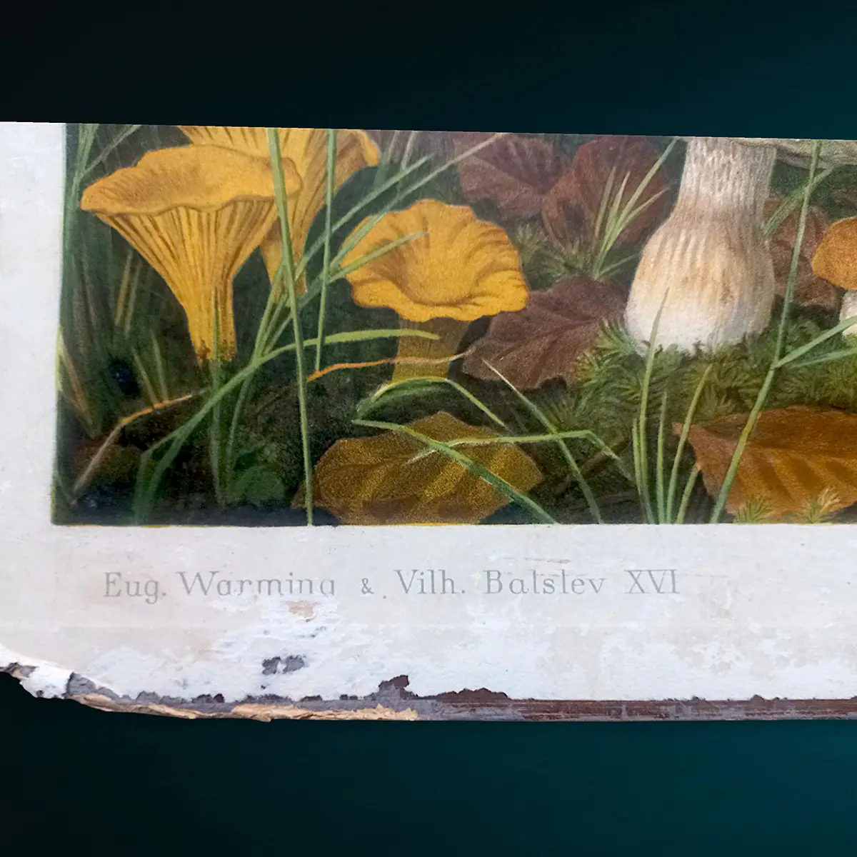 Antik dansk skoleplanche fra 1902 – botanisk tavle med svampe og sporeplanter (tosidet) - Billede 3