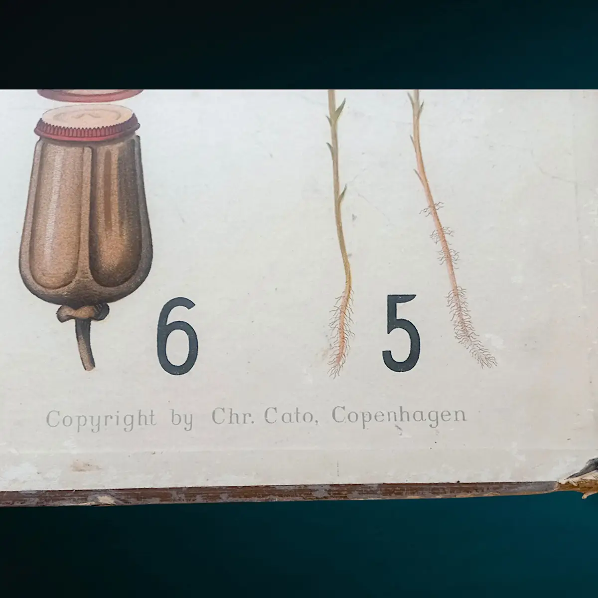 Antik dansk skoleplanche fra 1902 – botanisk tavle med svampe og sporeplanter (tosidet) - Billede 4